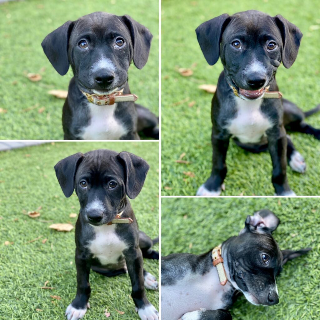 A black and white mixed-breed puppy named Ozzie