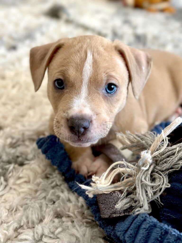 A fawn-colored pittie pup named Maleficent