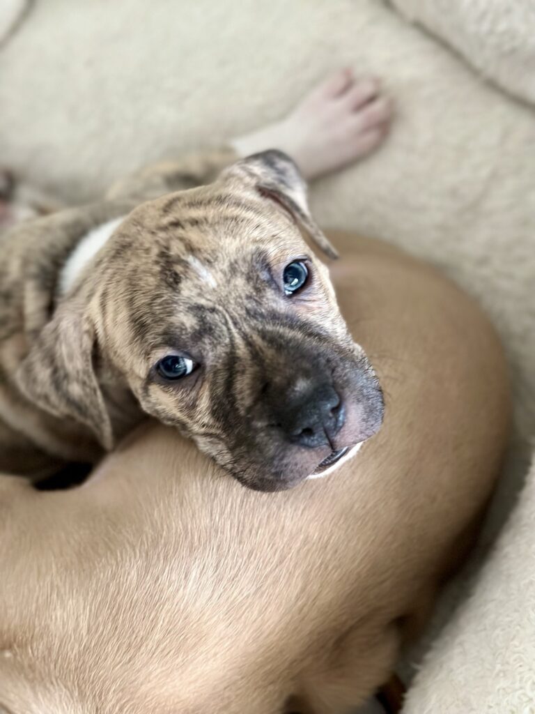 A brindle, pittie pup named Prince Philip