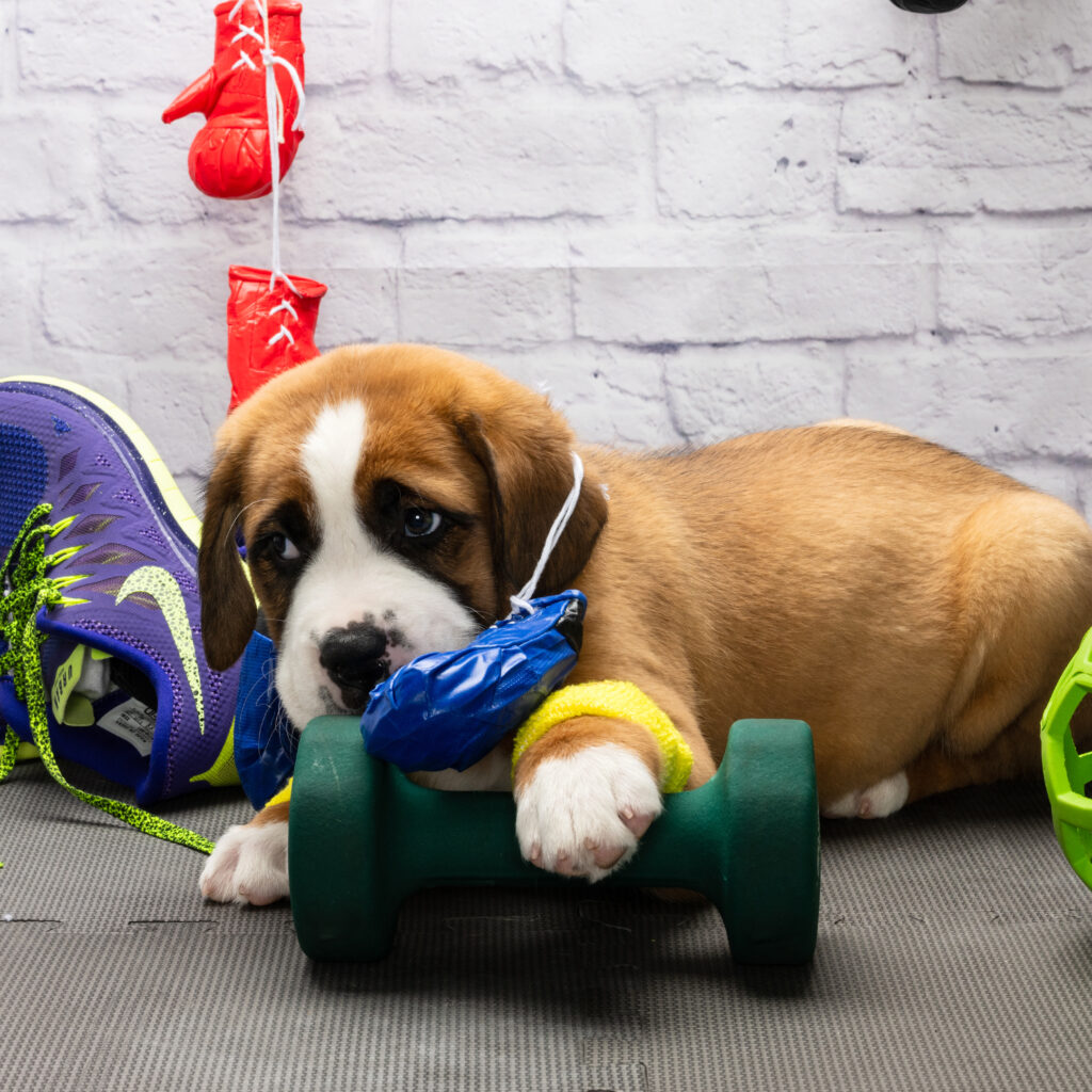 Thor, a puppy, in a workout photoshoot