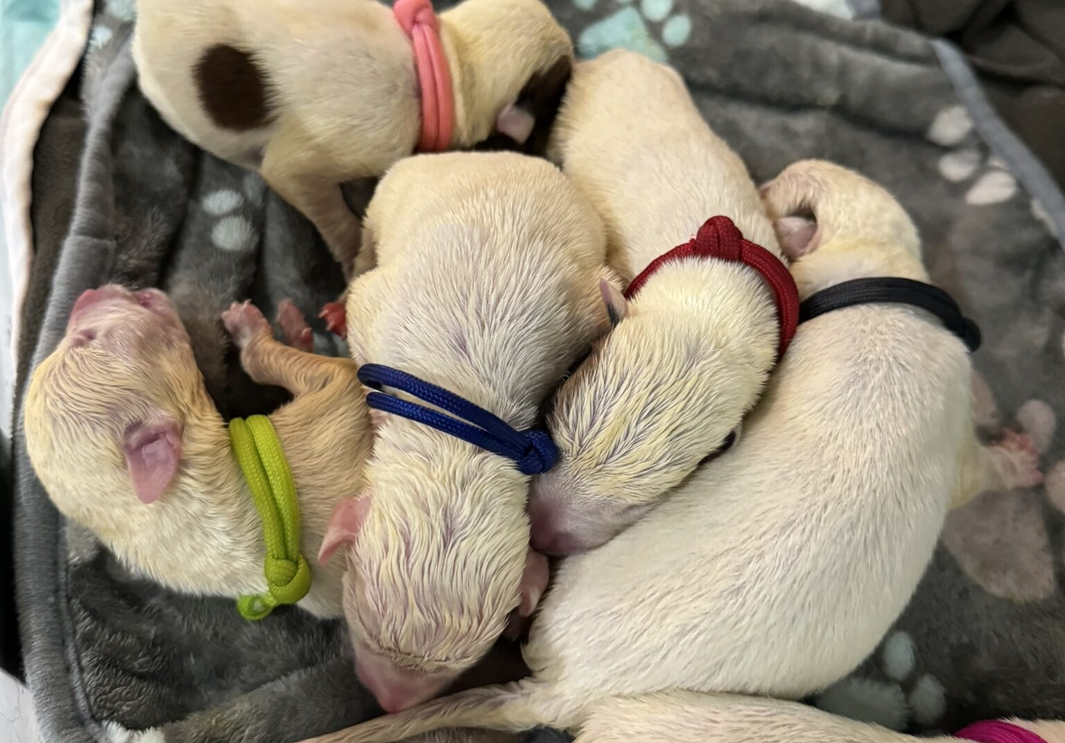 Newborn Puppies: When to Be Concerned