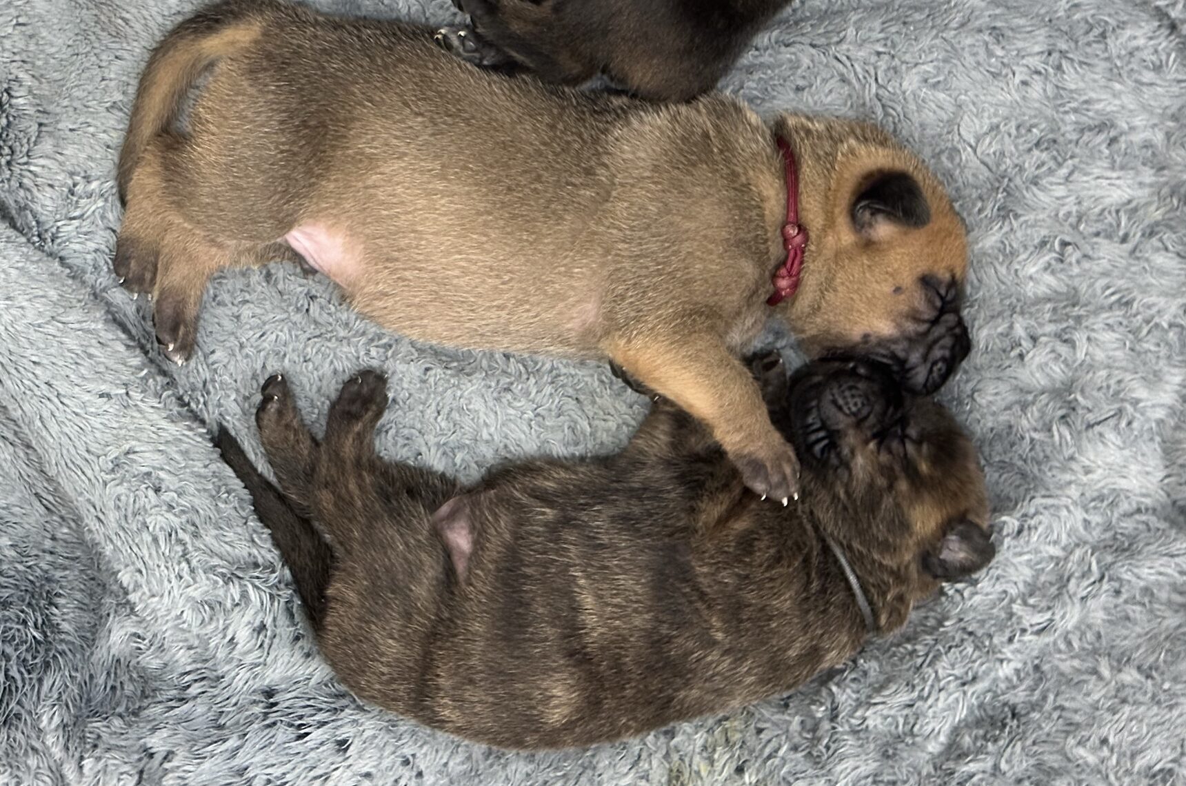 How to Bottle Feed a Newborn Puppy