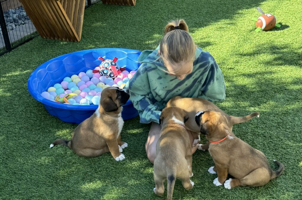 Norse God puppies meeting a child