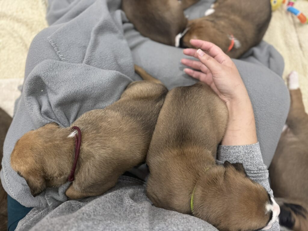 Young puppies in lap