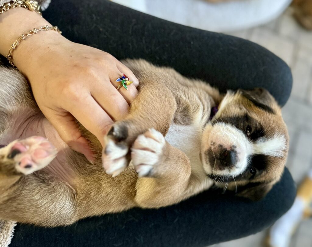 Skadi, a puppy, upside down on her foster's lap