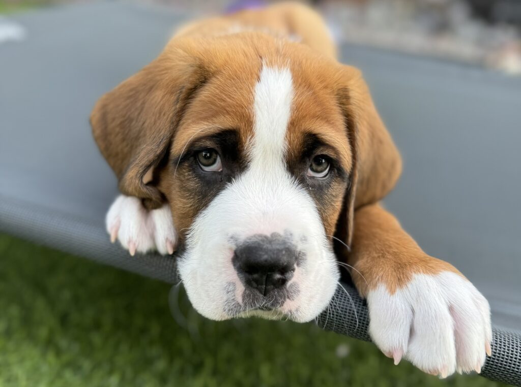 Thor, a puppy, stretched out on an outdoor bed.