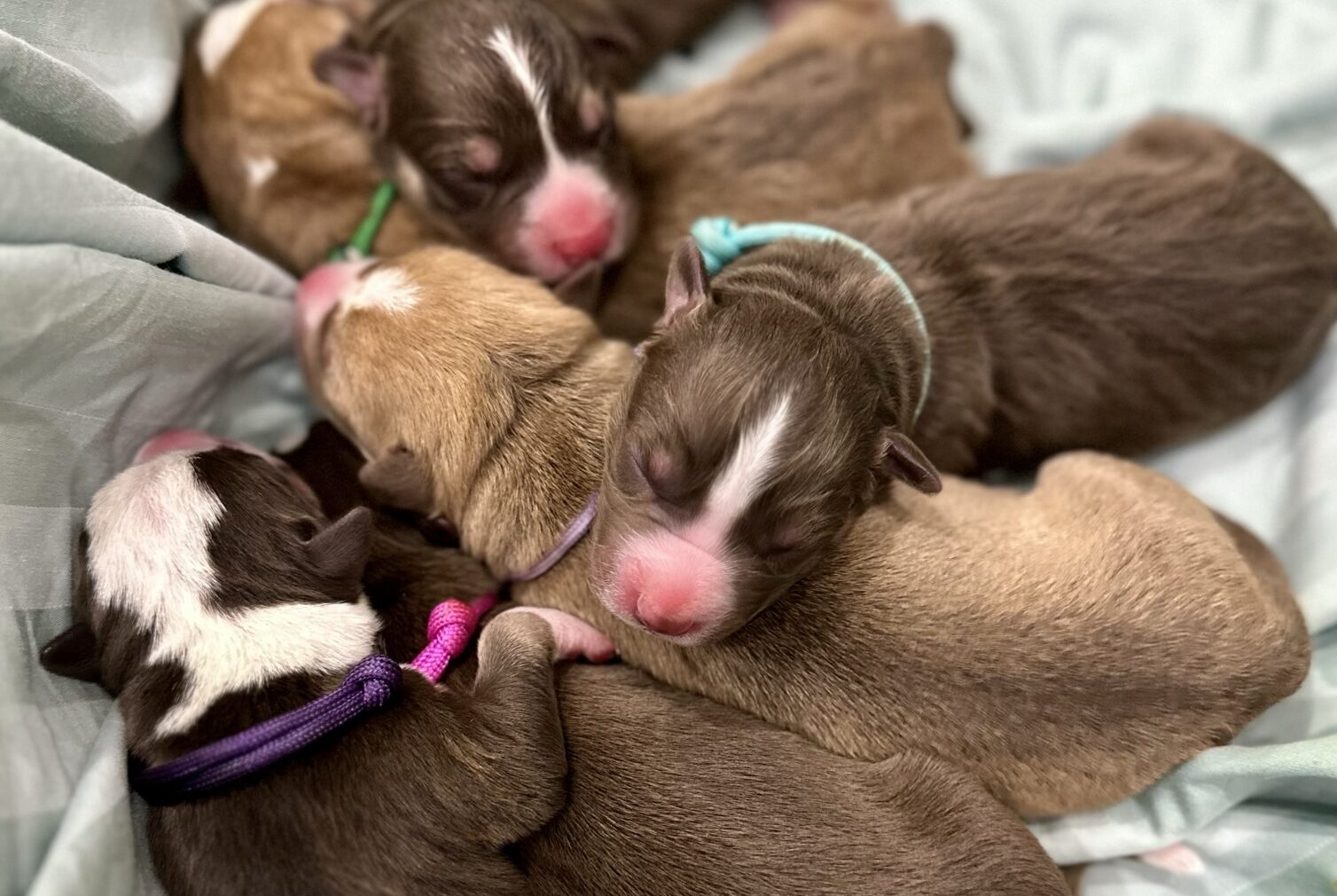 The Neonatal Stage: Caring for Newborn Puppies