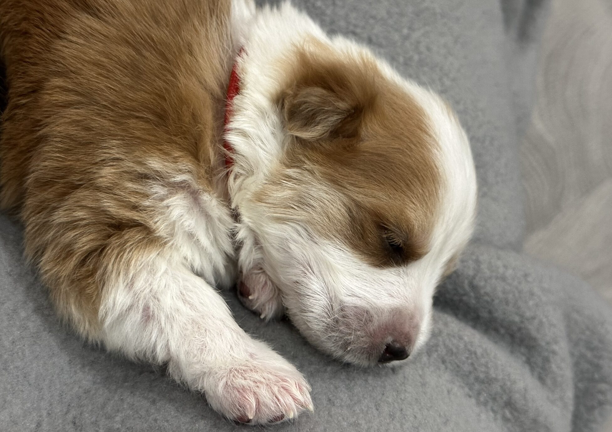 How to Start Potty Training a Litter of Puppies