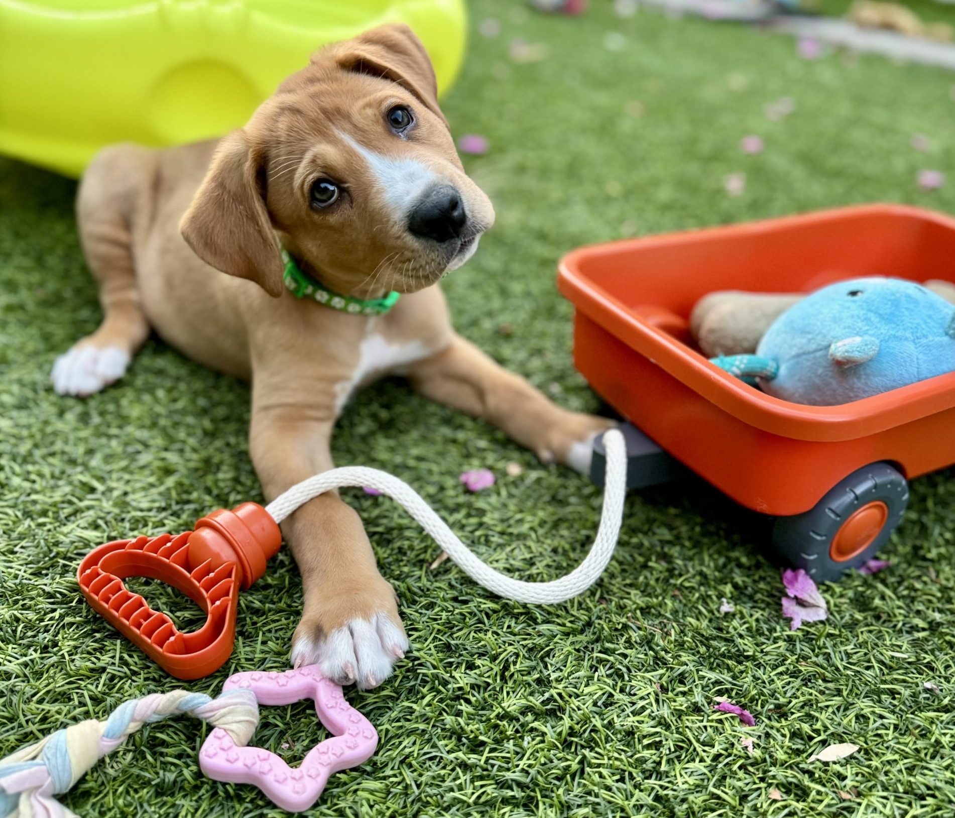 Foster and Rescue Resources for Puppies