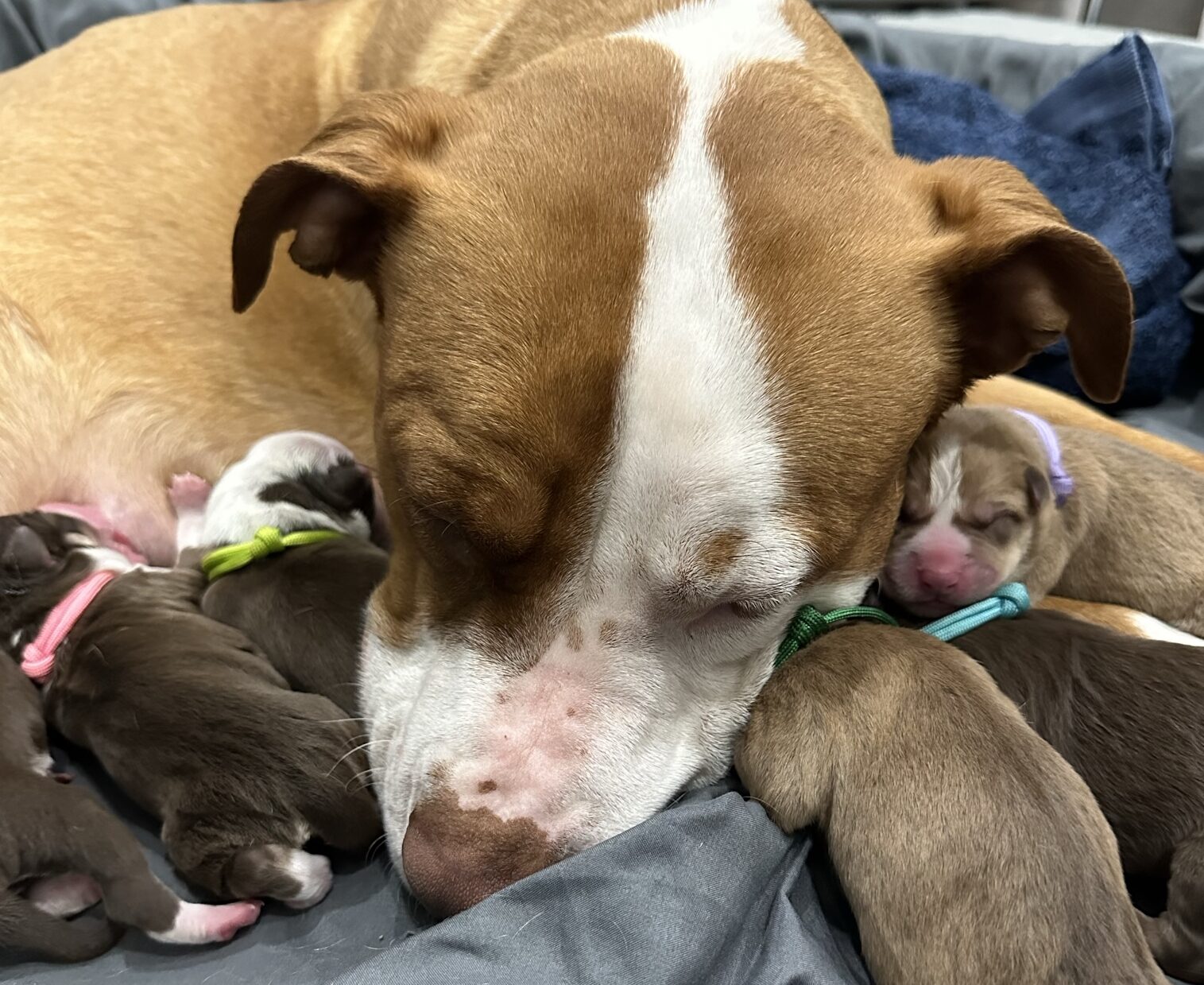 The Three Stages of Labor for Pregnant Dogs