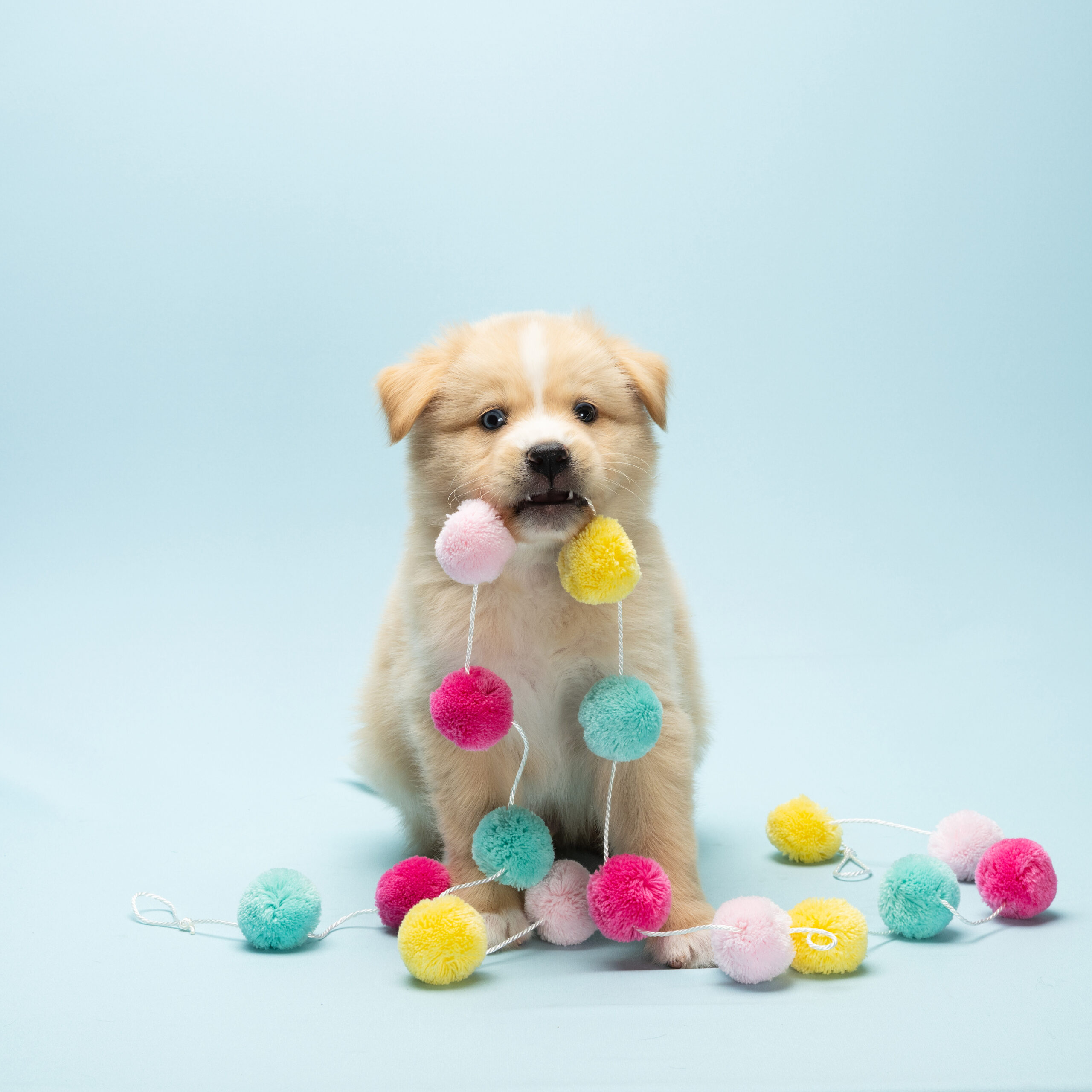 Training Puppies and Children to Build a Long-Lasting Bond