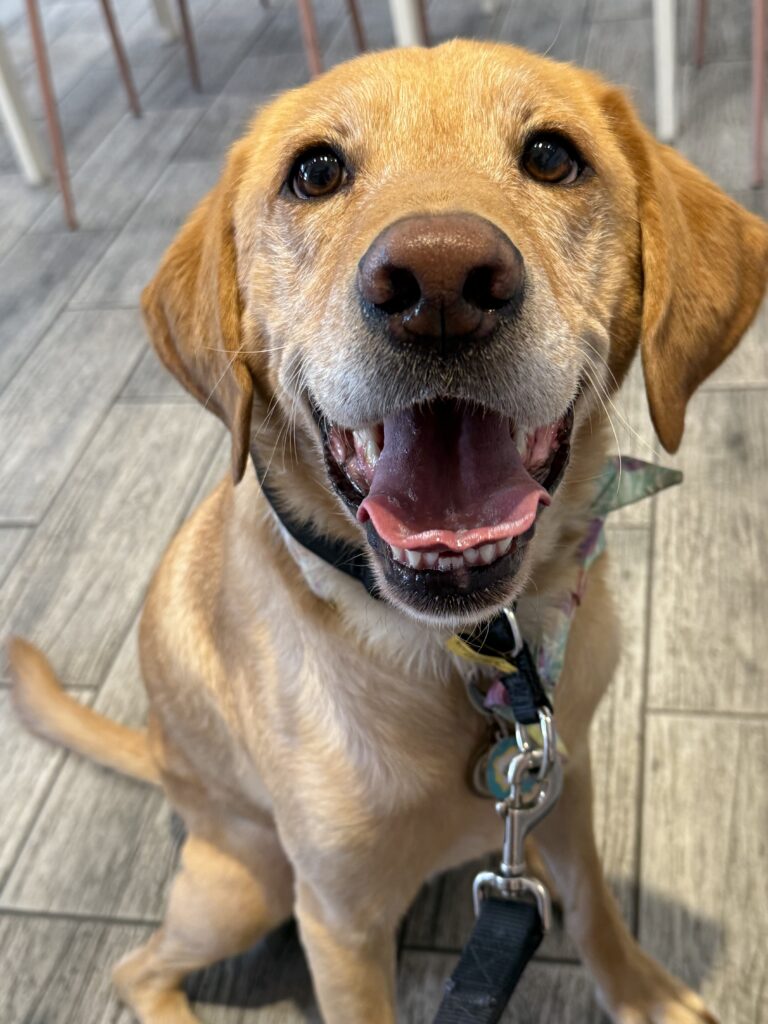 Winston, a yellow, labrador-retriever